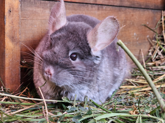 Foto-Chinchilla-fuer-Box-Zeit-mit-Tier.jpg