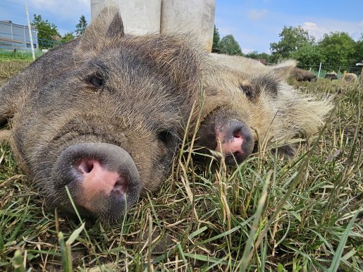 Minischweine Mona & Miss Piggy